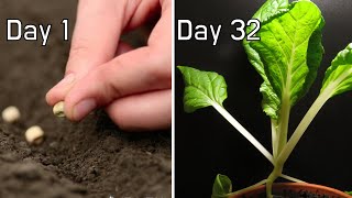 Growing Bok Choy from seeds 32Day Timelapse [upl. by Ver]