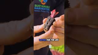 Revealing How Peat Moss Transforms Hydroponics [upl. by Merilee]