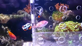 IM25 Lagoon Picasso Clownfish Spartan helmet amp 3 Colorado Sunburst anemones [upl. by Nothgiel]