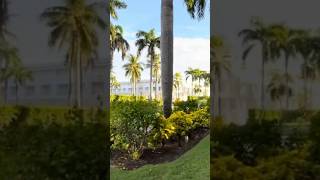 Grand Bavaro Princess Hotel shorts puntacana travel hotels beach [upl. by Chon148]