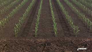 Subsurface drip irrigation for corn by Netafim [upl. by Gayel]