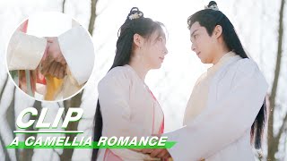 Clip Have You Missed Me These Days  A Camellia Romance EP06  许纯纯的茶花运  iQiyi [upl. by Plate]