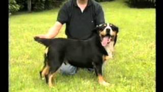 I Quattro Bovari Svizzeri Entlebucher [upl. by Tnomed]