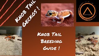 Learn to Breed Knobtail Geckos Today [upl. by Charlene]