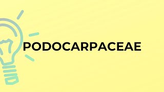 What is the meaning of the word PODOCARPACEAE [upl. by Alahc73]