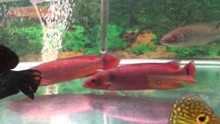 Red Pike Cichlids For Sale  XLSized [upl. by Yaker]