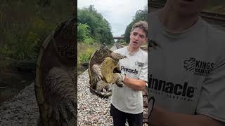 Giant snapping turtle almost bit me reptiles nature turtle animals herping catch [upl. by Ardnassak]