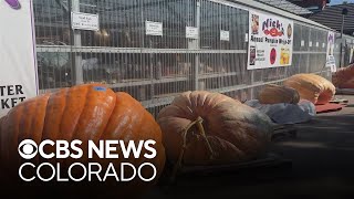 Colorado firefighter breaks state record for largest pumpkin  the first one over 1 ton [upl. by Wang]