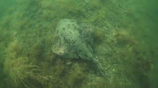 Undulate Ray Raja undulata  Isle of Wight [upl. by Luca]