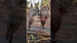 Flocks on Flocks waterfowl duckhunting hunting ducks gundog puppy birddog [upl. by Llenehc304]