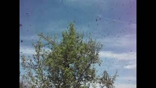 A massive swarm of bees flying in the air [upl. by Nezam]