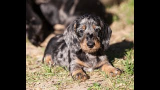 Wirehaired dachshund miniature Такса жесткошерстная миниатюрная [upl. by Henriette294]