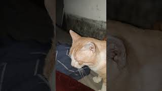 cute cat ki cut batein bolne wali cat cat [upl. by Ansela360]