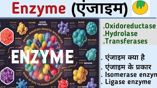 EnzymeएंजाइमEnzyme biochemistryenzyme in hindiOxidoreductaseHydrolasetransferaseKiran maurya [upl. by Atika]