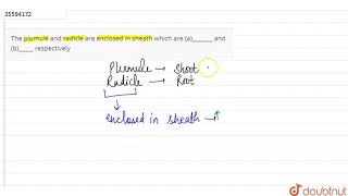 The plumule and radicle are enclosed in sheath which are a and b respectively [upl. by Kcirdef]