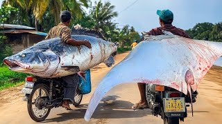 Amazing  Rural idyllic Village Most Satisfying Super Streets Fish markets And Fish Cutting [upl. by Irpak]