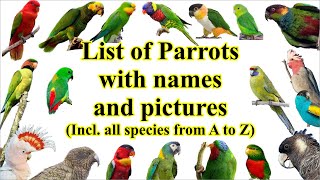 List of parrots all 402 species with names and images [upl. by Jeromy963]