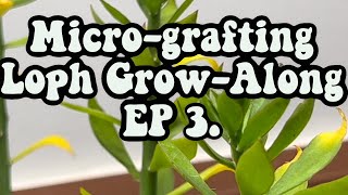 How to graft Peyote seedlings onto pereskiopsis Lophophora williamsii growalong EP3 [upl. by Eelrebmik126]