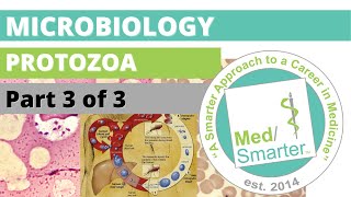 Protozoa  Microbiology  USMLE STEP 1  Part 3 of 3 [upl. by Jeffries]