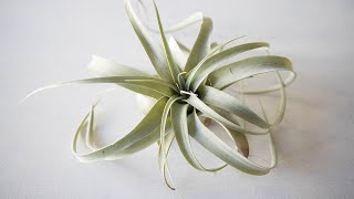 Hur jag tar hand om min Air Plant  Tillandsia Xerographica [upl. by Nedac]