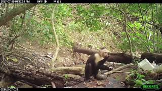 Whitefaced capuchin Cebus capucinus imitator stone tool use in Coiba National Park Panama [upl. by Eilsehc]