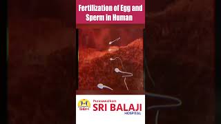 Part01 Fertilization Of Egg amp Sperm In Human hospital [upl. by Anazus]