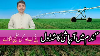 How to irrigate wheat crop  Wheat irrigation schedule  Agahi main baqah [upl. by Galanti]