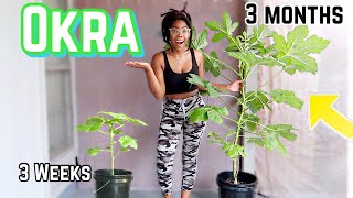 How to grow Okra in containersSUCCESSFULLY [upl. by Millhon]