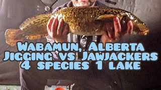 4 Species 1 Lake Ice Fishing Wabamun Alberta Underwater footage 2324 [upl. by Enirehtacyram]