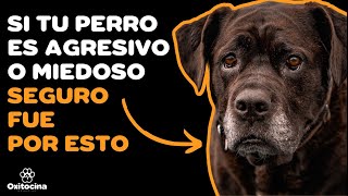 SEPARAR A UN CACHORRO de su MADRE antes de los 3 MESES trae problemas A FUTURO PARA TU PERRO [upl. by Swor359]