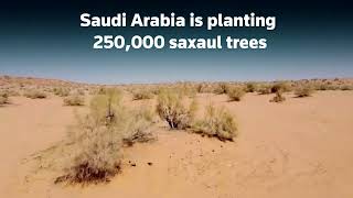 Saudi Arabia turns to saxaul trees for climate defense [upl. by Timothy]