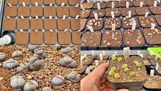 How to grow lithops from seeds l 리톱스 파종법 [upl. by Ulphia]