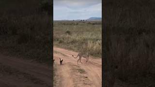 Cheetah 🐆 with Two Cute Cubs cheetah cubs wildanimals [upl. by Sualakcin]