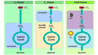 Types of Photosynthesis in Plants C3 C4 and CAM [upl. by Arriek]