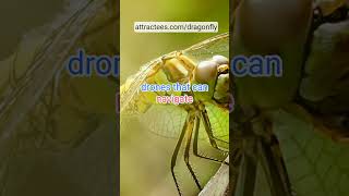 Dragonflies and Technology Nature’s Inspiration for Drone Design Dragonflies shortvideo [upl. by Enyawed]