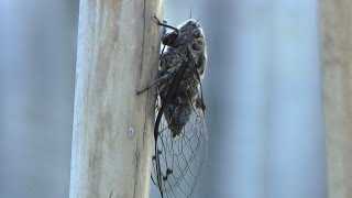 The Sound of New Zealand Summer  Cicadas [upl. by Bolan]