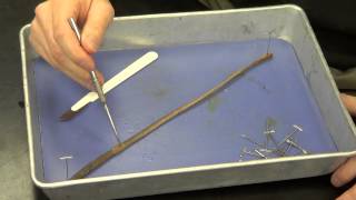 Earthworm Dissection [upl. by Dougal]