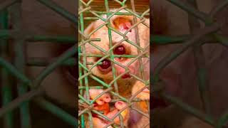 Endangered monkeys in india shortvideos youtubeshorts [upl. by Sosthena826]