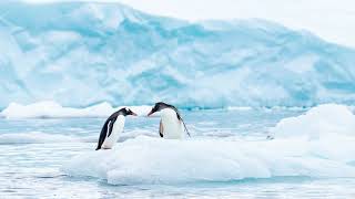 The sound of a gentoo penguin [upl. by Poll497]