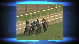 The Prix de LArc de Triomphe at Longchamp amp look at this seasons last Classic [upl. by Ahsrat427]