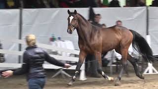 NEVERLAND S Dallas VDL  Nevilla S Leoville  Calvados Z 3 yo stallion [upl. by Nerrot]