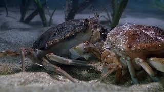 Arthropods  Blue Crab Molting [upl. by Enaujed]