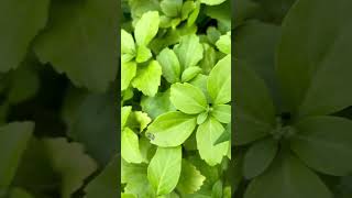 JAPANESE PACHYSANDRA PACHYSANDRA TERMINALIS CARPET BOX JAPANESE SPURGE evergreen perennial [upl. by Hsuk]