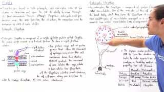 Prokaryotic vs Eukaryotic Flagella [upl. by Wolfram977]