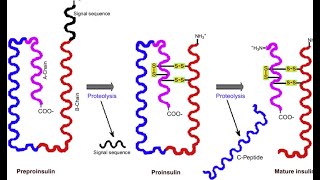 Proteolytic Cleavage of Proteins during PTM [upl. by Aundrea]