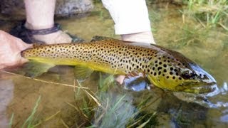 Spectacular Trout Fishing on the White River [upl. by Eyma]