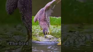 The Herons Ingenious Hunting Techniques 🐦 viral shorts reels [upl. by Ahsenyl489]