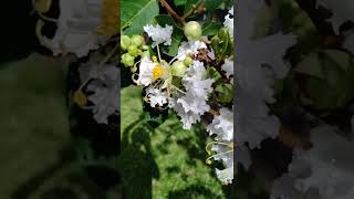 Natchez White Crepe Myrtle Tree  Acoma Crape Myrtle bushes Lagerstroemia indica [upl. by Teteak]