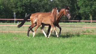 CavtatLight On colt  2016 for sale [upl. by Lapham775]