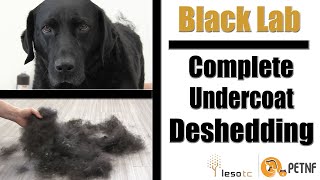 Black Lab  Full Undercoat Deshedding Tutorial [upl. by Krantz33]